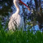 SC02_8523438452014347783