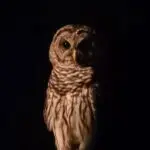 SC11_5968013430648533840