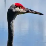 SC16_465703583189758029