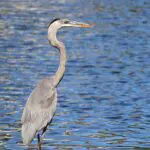 ST4_ACardosoPhotography1